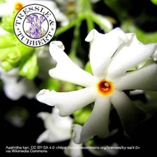Rare Night-flowering Jasmine Nyctanthes arbor-tristis 4 seeds UK SELLER