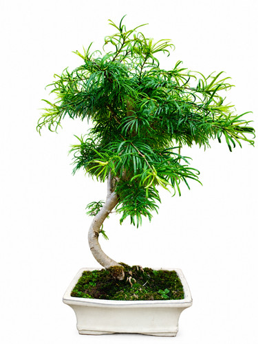 Golden larch bonsai - larch, tree