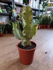 Euphorbia ingens Variegata | 21 Cm Pot | 60cm Plant | Rare Cacti | Easy Care