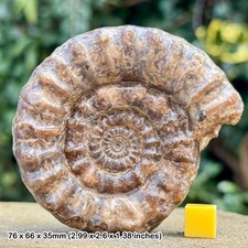 Xipheroceras fossil ammonite |