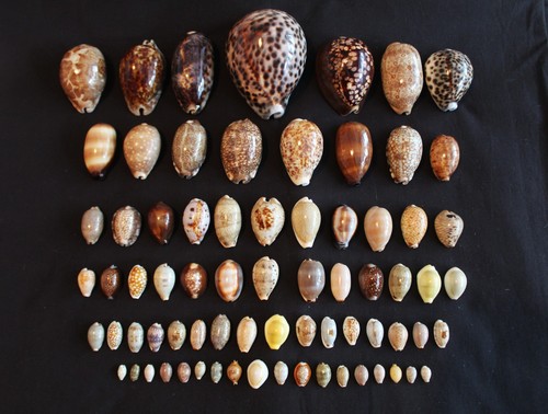 Half price pce cowrie - half,