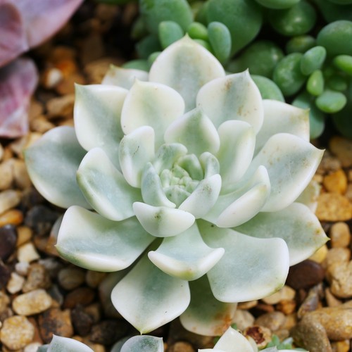 Echeveria tinkerbell variegata - echeveria,