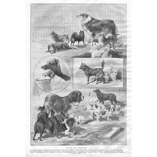The Dog Show at Islington - Antique Print 1893