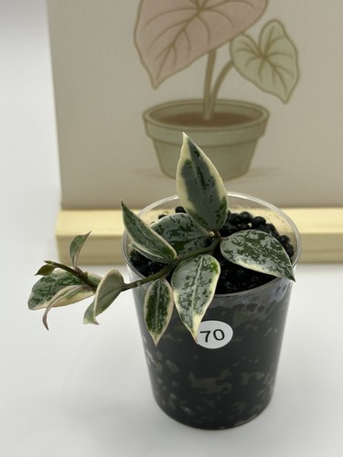 Hoya lacunosa princess lumina - hoya,