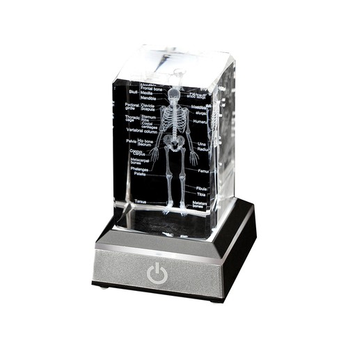 Human skeleton model - skeleton,