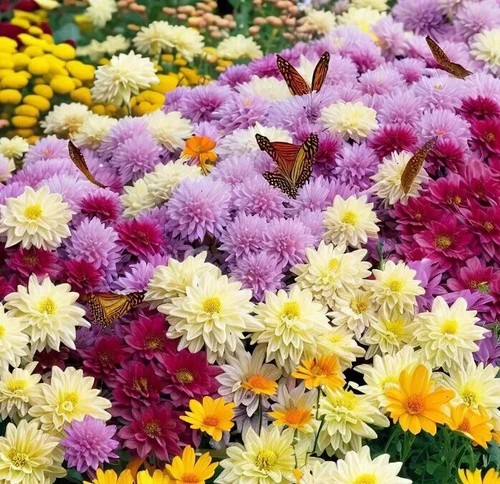 Garden mum mix 200 seeds - garden,