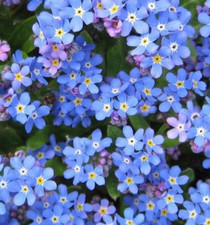 Forget not myosotis - 6,