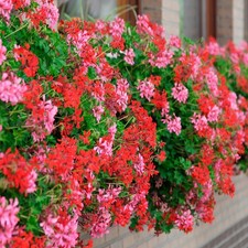 Decora Balcony Trailing