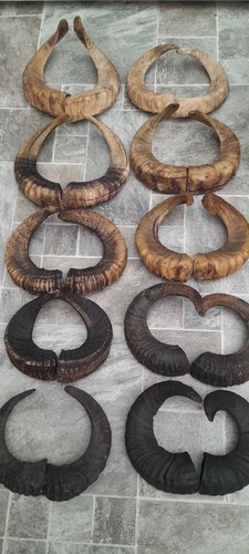 Pairs ram horns - of,