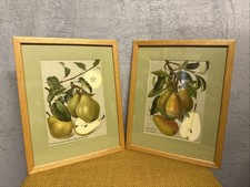 Vintage Framed Pear Prints Hardeponts Winter Butterbirne & Gute Louise 16”x12.5”