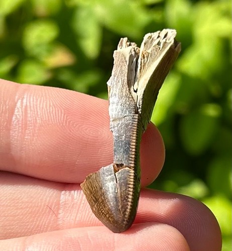 Rex tooth fossil - t-rex,
