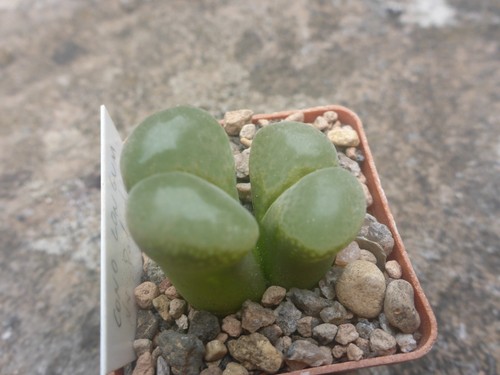 Conophytum longum pofadder - , nr