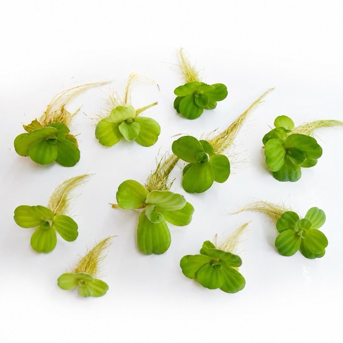 Small water lettuce - small,