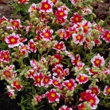 Helianthemum raspberry ripple - helianthemum,