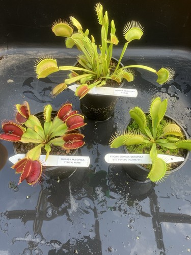Venus fly trap collection - fly, collection￼