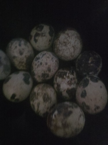 Fertilized quail eggs - 12,