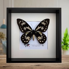 Ornithoptera Ornithoptera