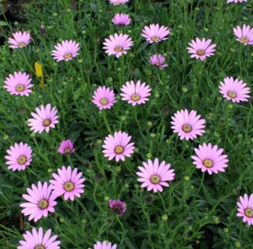 Osteospermum jucundum plug - jucundum,