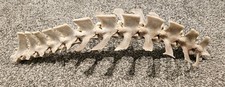Sheep Vertebrae Spine Bone