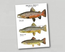 Fridge Magnet Brown Trout Fish