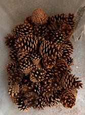 100 Natural Pine Fir Cones