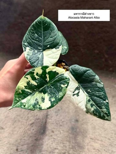 Alocasia maharani albo
