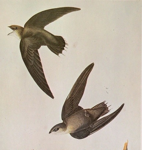 John james audubon - james, chimney