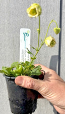 Geum rivale ‘Snowflake’ in