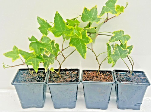 Ivy hedera helix pack - ivy,