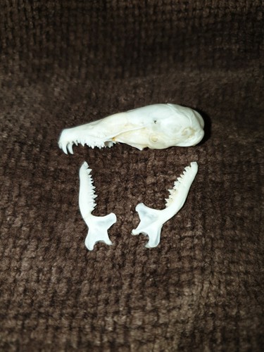 Genuine mole skull taxidermy - genuine,