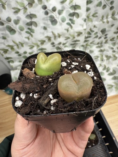 3pcs conophytum maughanii - 2-3pcs,
