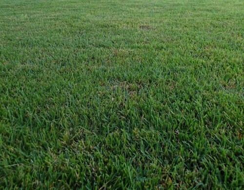 Zenith zoysia grass seeds - zoysia,