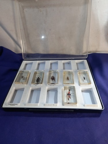 Bugs resin in a - bugs, case