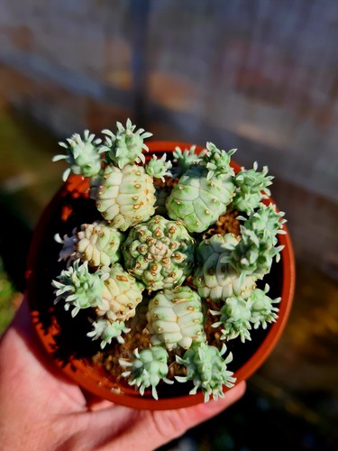 Euphorbia mammillaris - euphorbia,