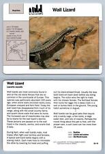 Wall Lizard #63.10 - Reptiles - Grolier Wildlife Adventure Card