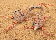 Flexo Crab Fly - Perfect for