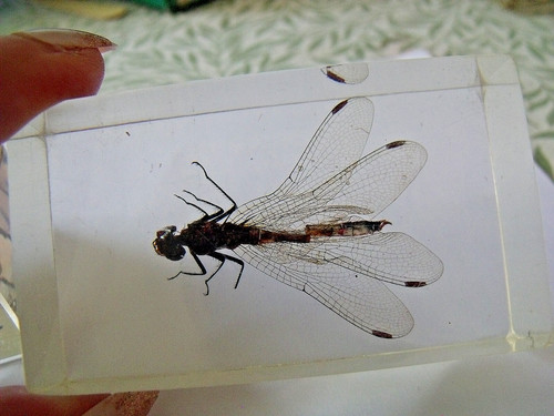 Insect resin block - in,