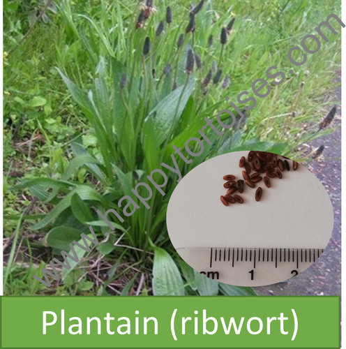 Deluxe tortoise weed seeds - tortoise,