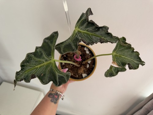 Alocasia loco house - (, )