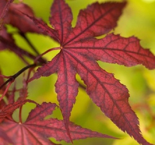 Purple ghost japanese maple - japanese,