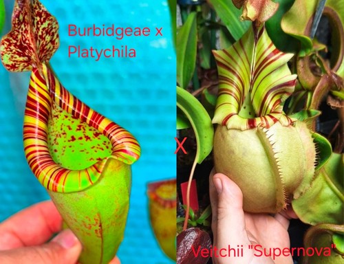 Genuine nepenthes seeds - genuine, 4