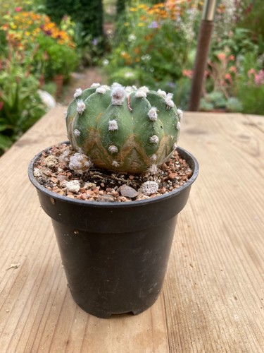 Echinopsis subdenudata good - echinopsis,