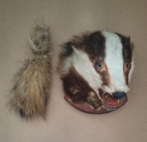 Taxidermy european badger - taxidermy,