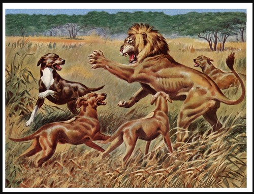 Rhodesian ridgeback and - rhodesian, lion