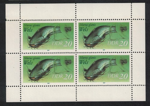 Wels catfish freshwater - catfish, fish