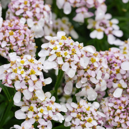 Iberis pink ice flowering - iberis,