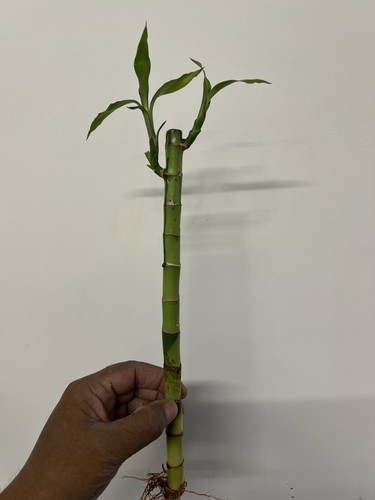 Lucky bamboo plant 40cm - bamboo,