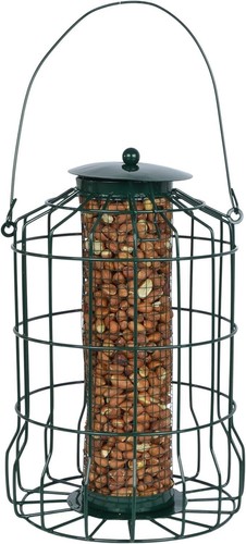 Wild bird hanging squirrel - bird,
