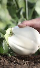 ?Giant White Bowling Ball Eggplant Brinjal Aubergine Vegetable - 30 Seeds ?