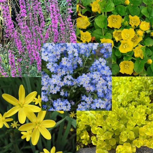Mixed pond plants - mixed,